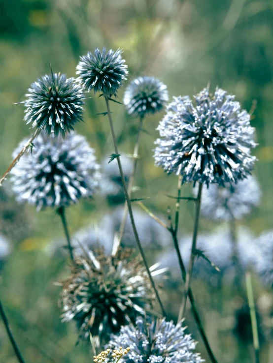 some kind of blue flower in a field