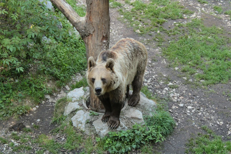 a bear stands on top of a rock near a tree