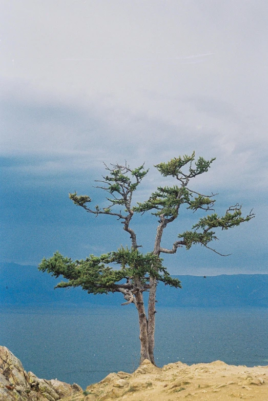 a lone tree sitting on top of a hill near the ocean