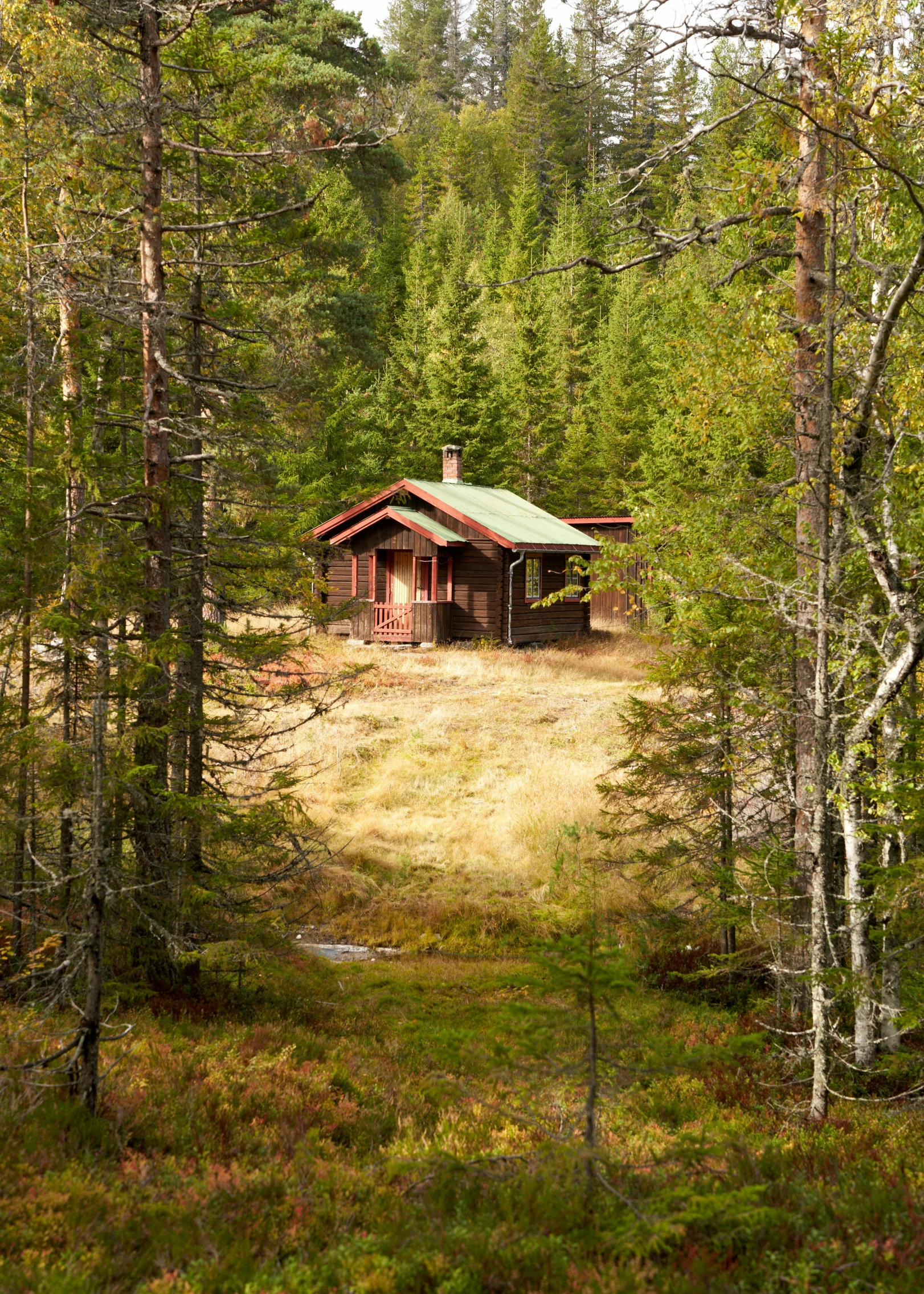 a cabin in the middle of an empty forest