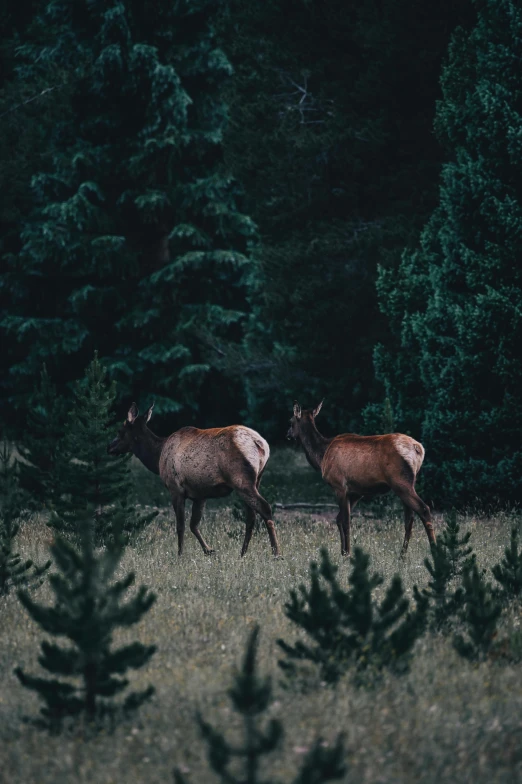 two deer are in the grass near some trees