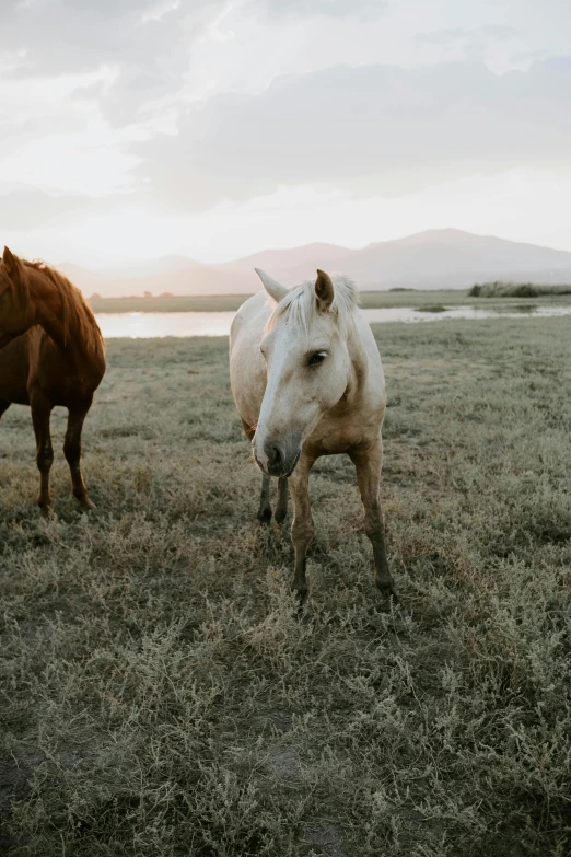 two horses standing in an open field during the sun set