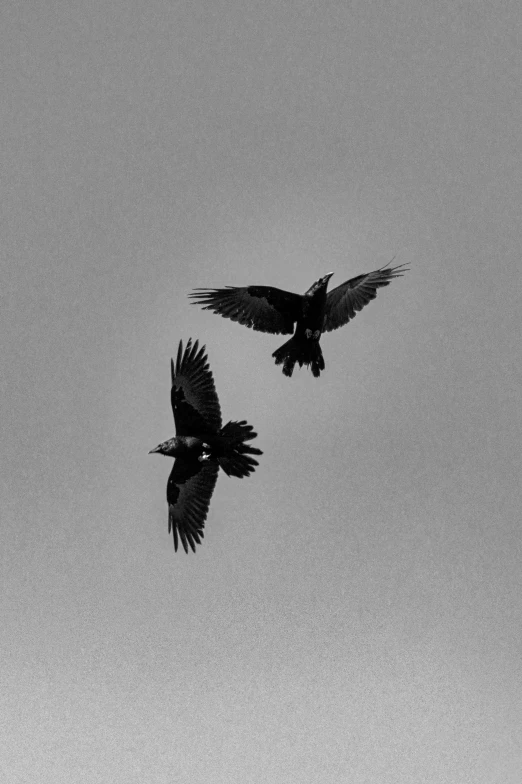 two black birds flying together on a cloudy day
