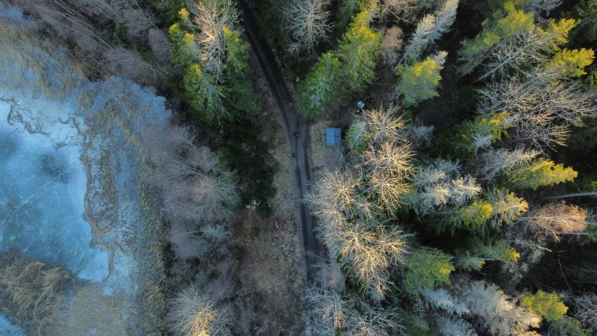 a winding road is surrounded by trees and leaves