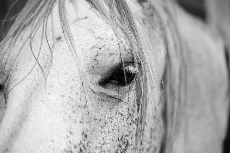 the black and white po of a horse's face