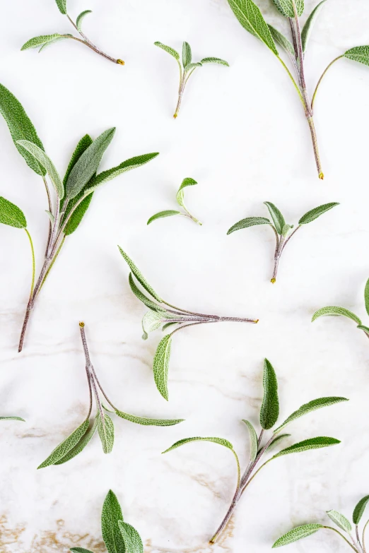 some leaves have green stems on them on the white surface