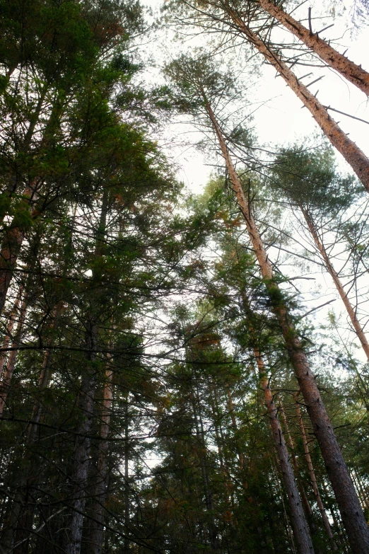 some tall trees with lots of leaves on them