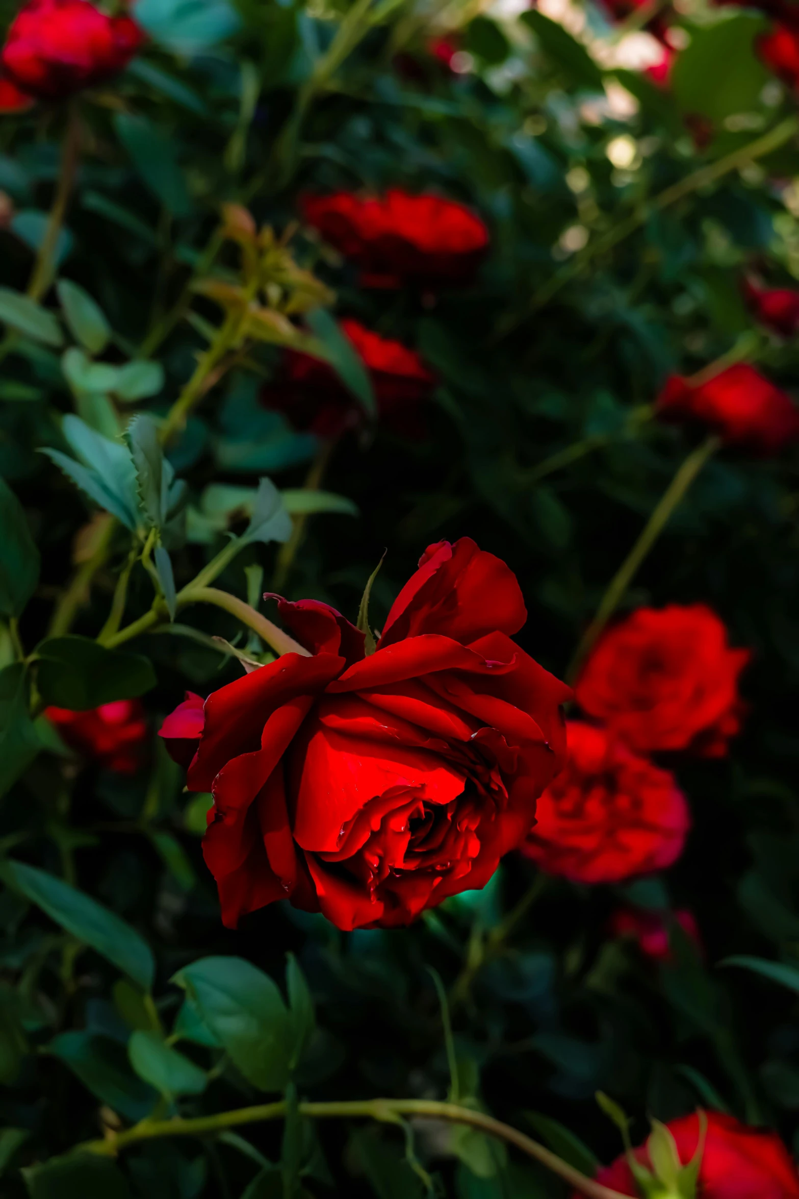 a bouquet of red roses sitting on the ground