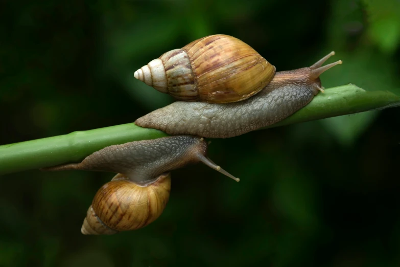 two snails on a plant outside on some leafy nches