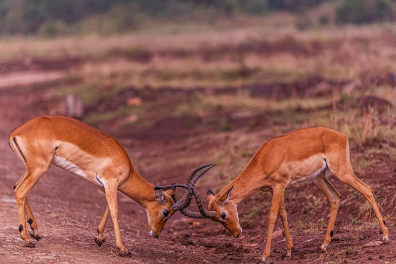 two gazelles are reaching for soing on the ground