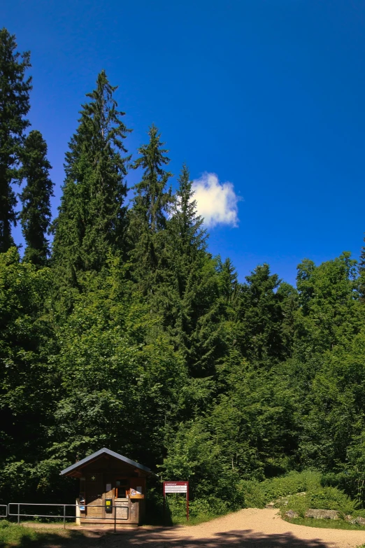 a bus stop sitting in the middle of a forest with lots of trees