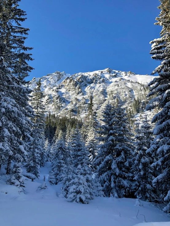 snow - capped mountain viewed through the trees of a snowy landscape