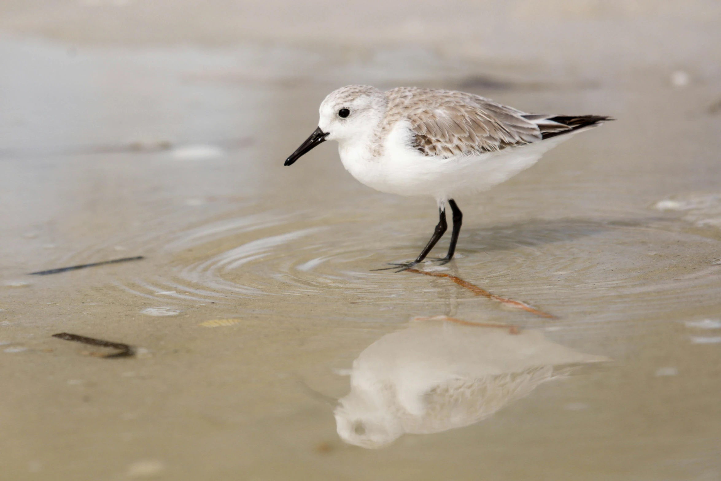 small white bird in shallow water at edge of pool