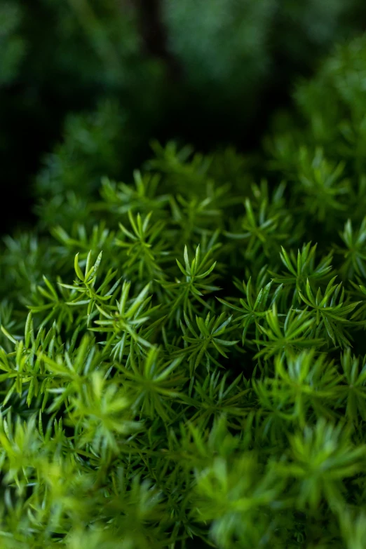 closeup view of a green plant with a black background