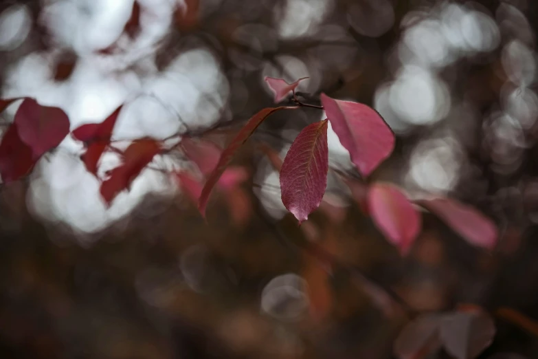 the leaves of some trees are red and green