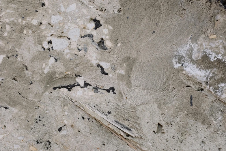 black and white bird sitting on concrete with dirt