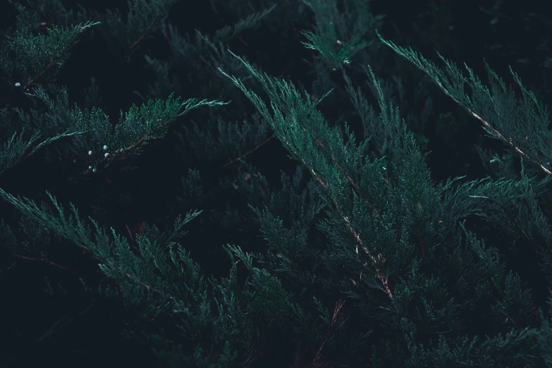 a green tree is lit up by a street light