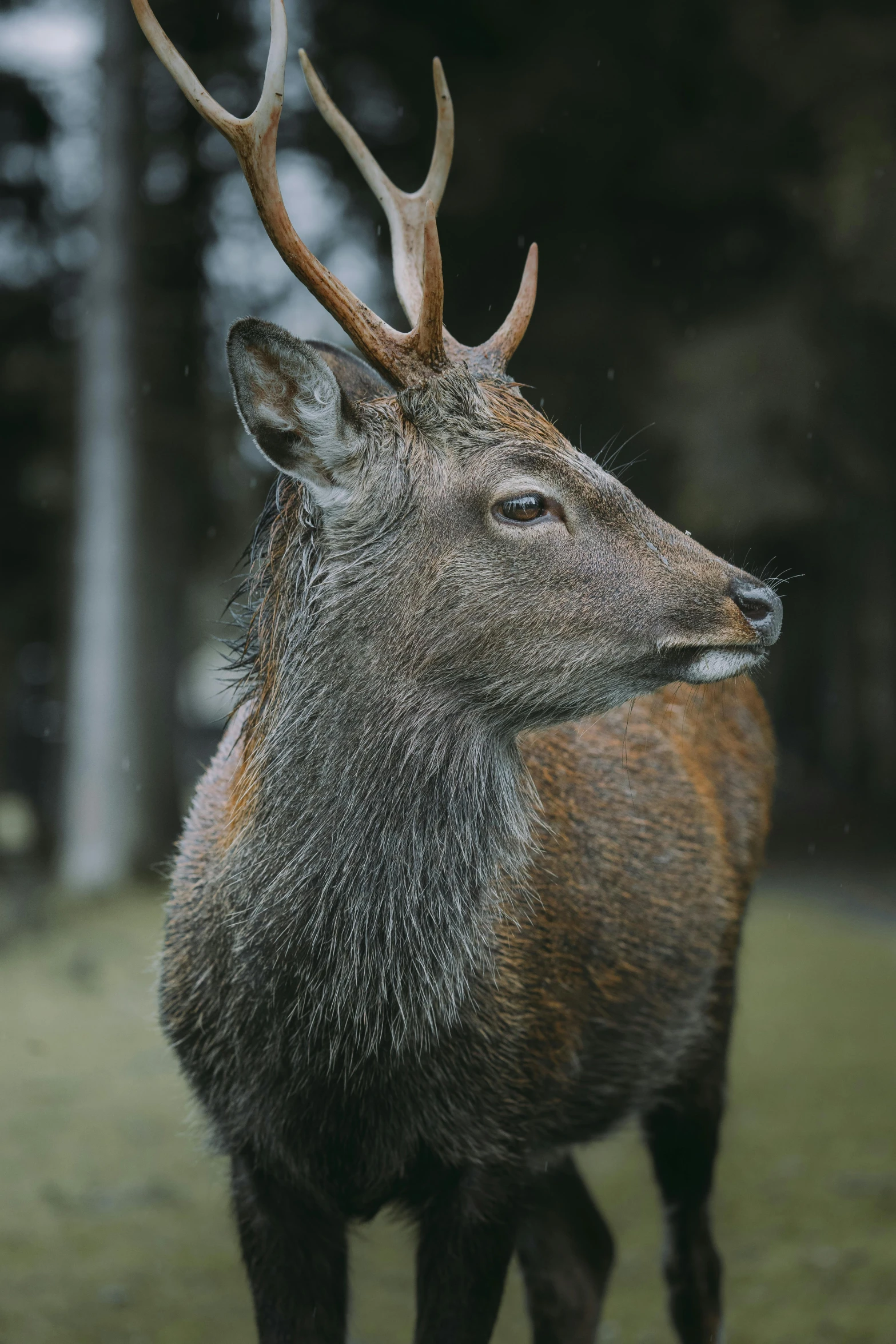 a deer with large antlers standing on top of a grass field