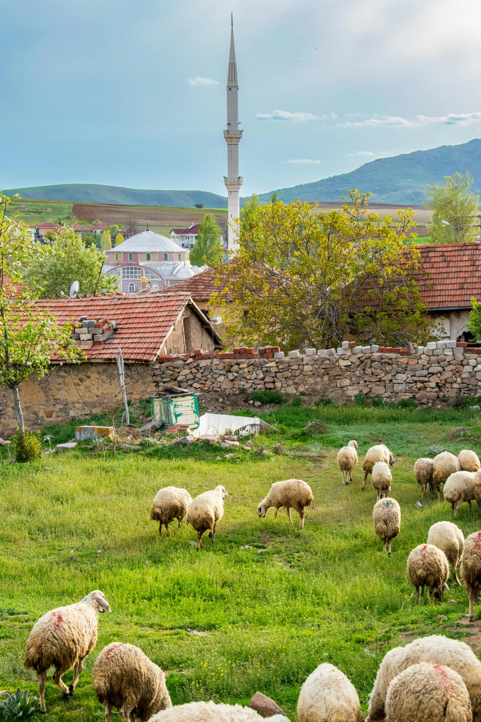 a herd of sheep grazing in an open field