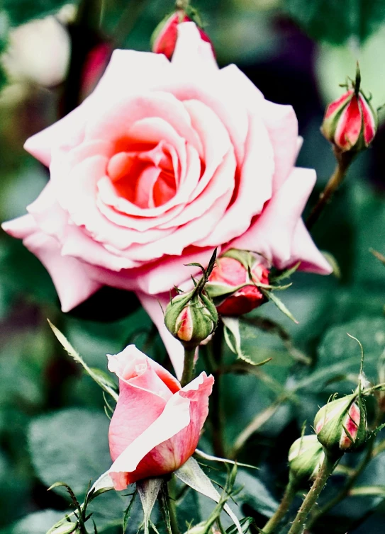 pink roses growing in a plant on green leaves