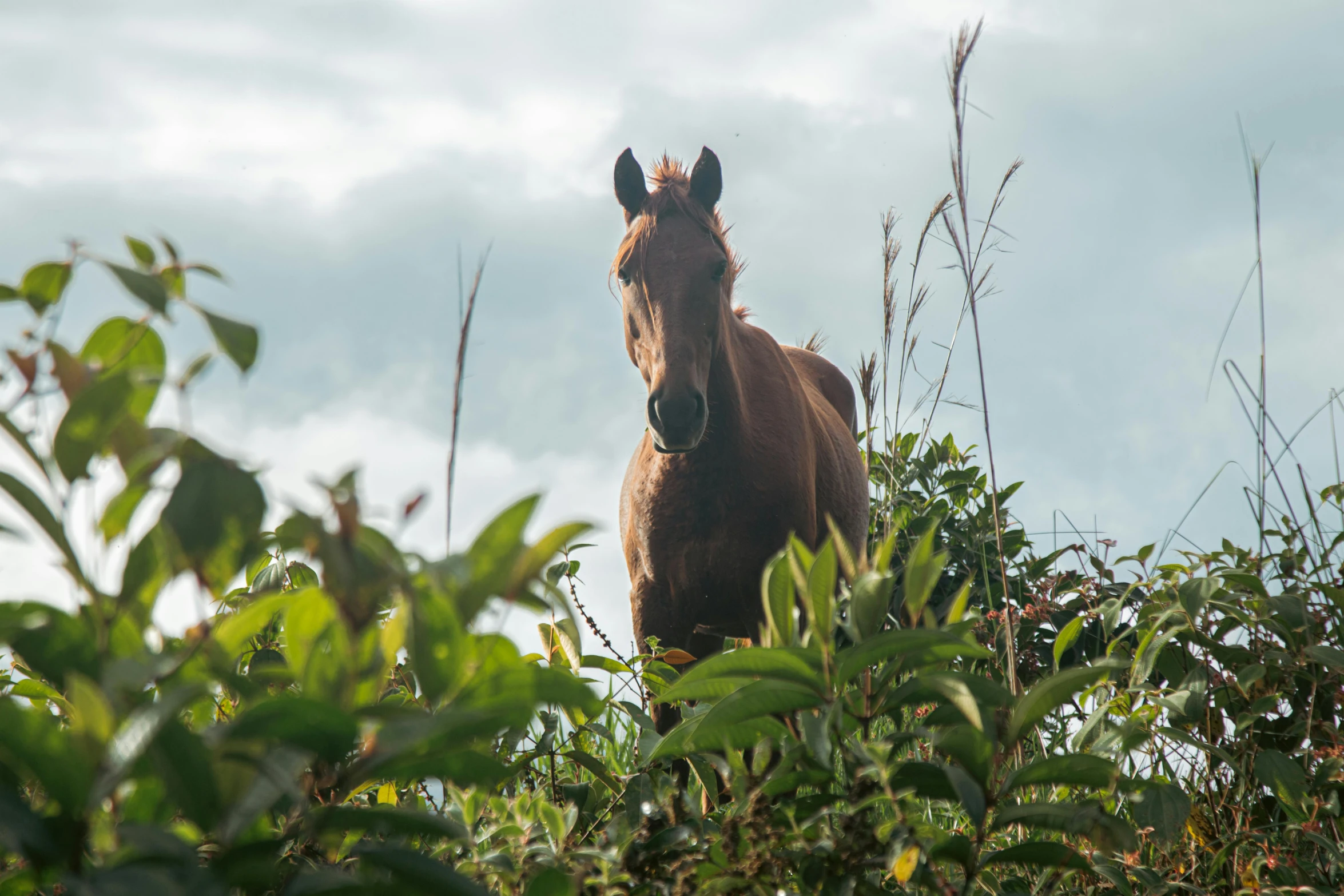 a large brown horse standing next to lots of trees