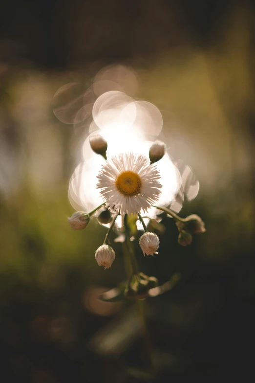 the white flowers are next to each other