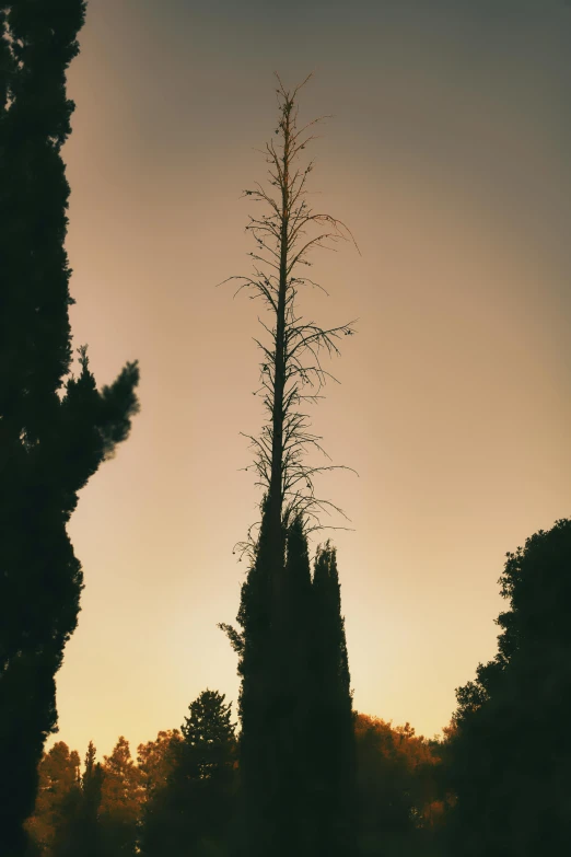 tall tree silhouetted against sunset with many small tree around