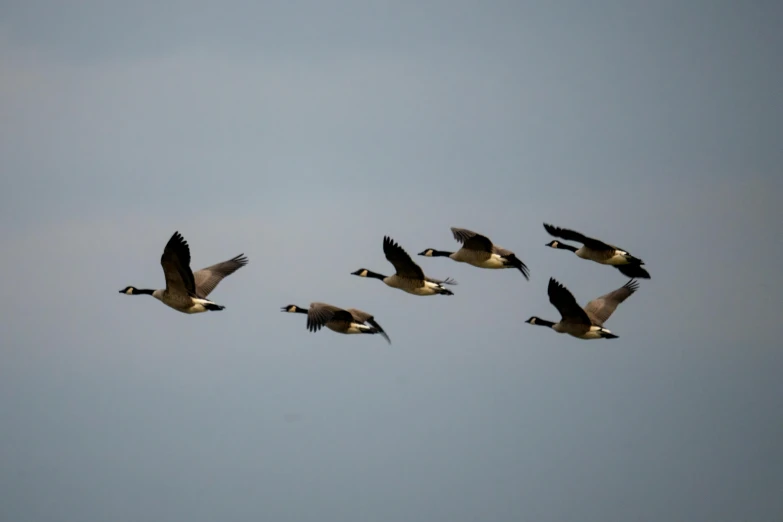 many ducks flying through the sky on a partly cloudy day