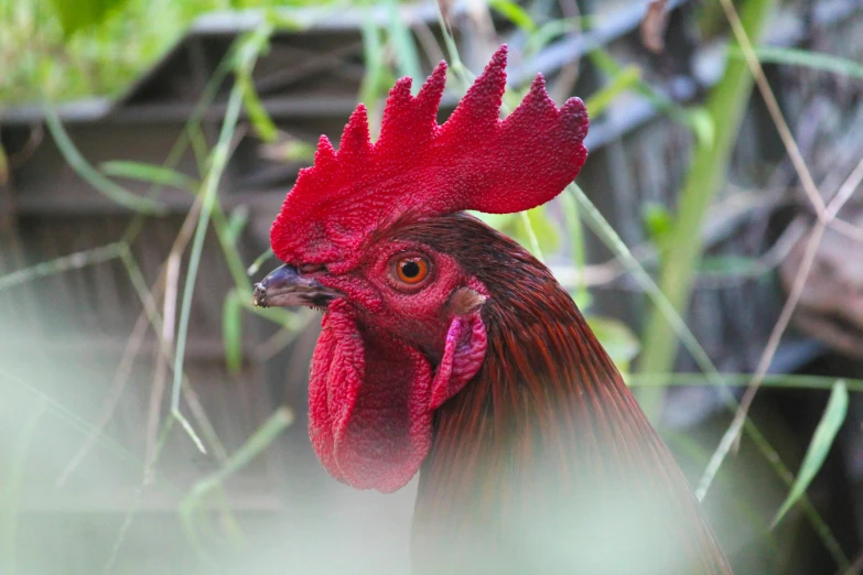 a closeup of the red rooster in a tall grass area