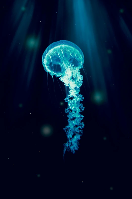 a po of a jellyfish in the water