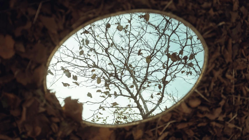 the reflection of a tree with leaves and sky in a mirror