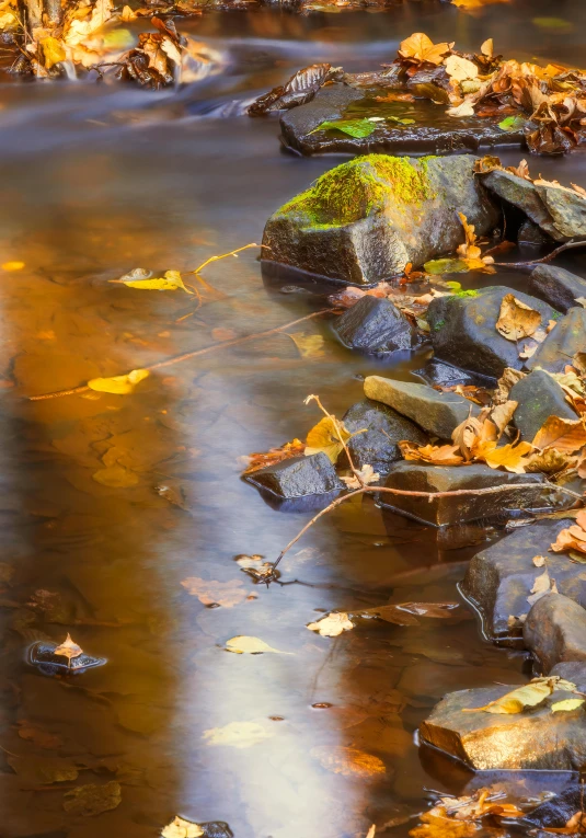 a river with rocks and leaves on it