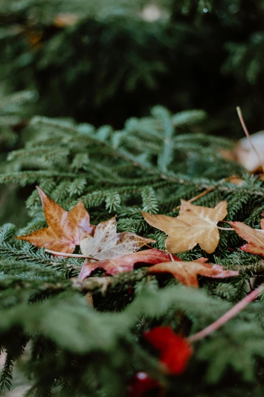 an image of a pile of leaves on the ground