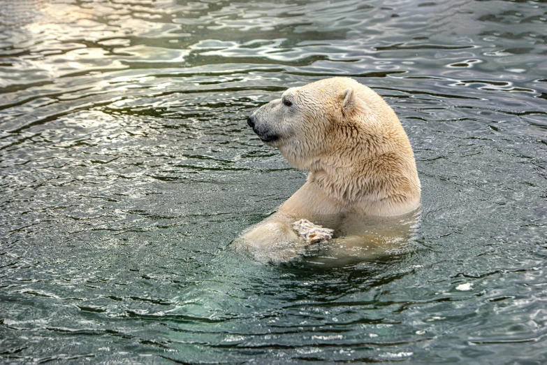 polar bear swimming on the water in the wilderness