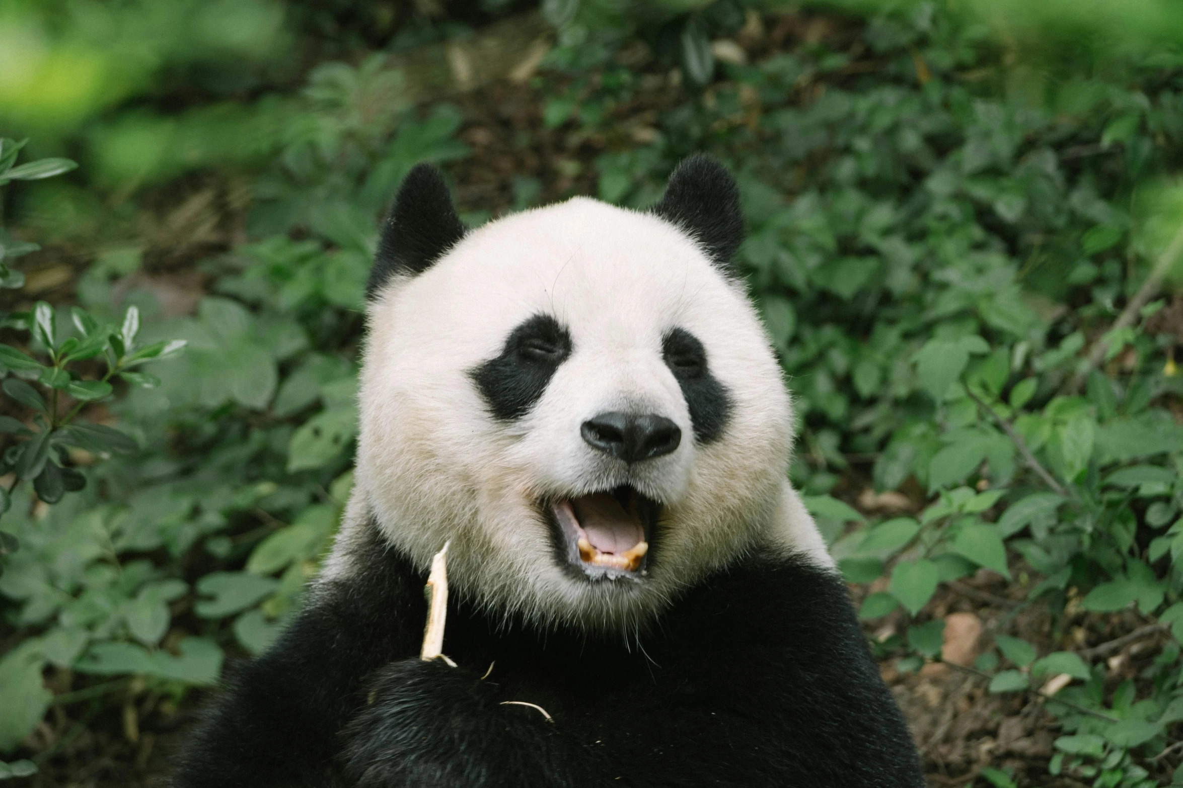 a panda is showing its teeth with his mouth open