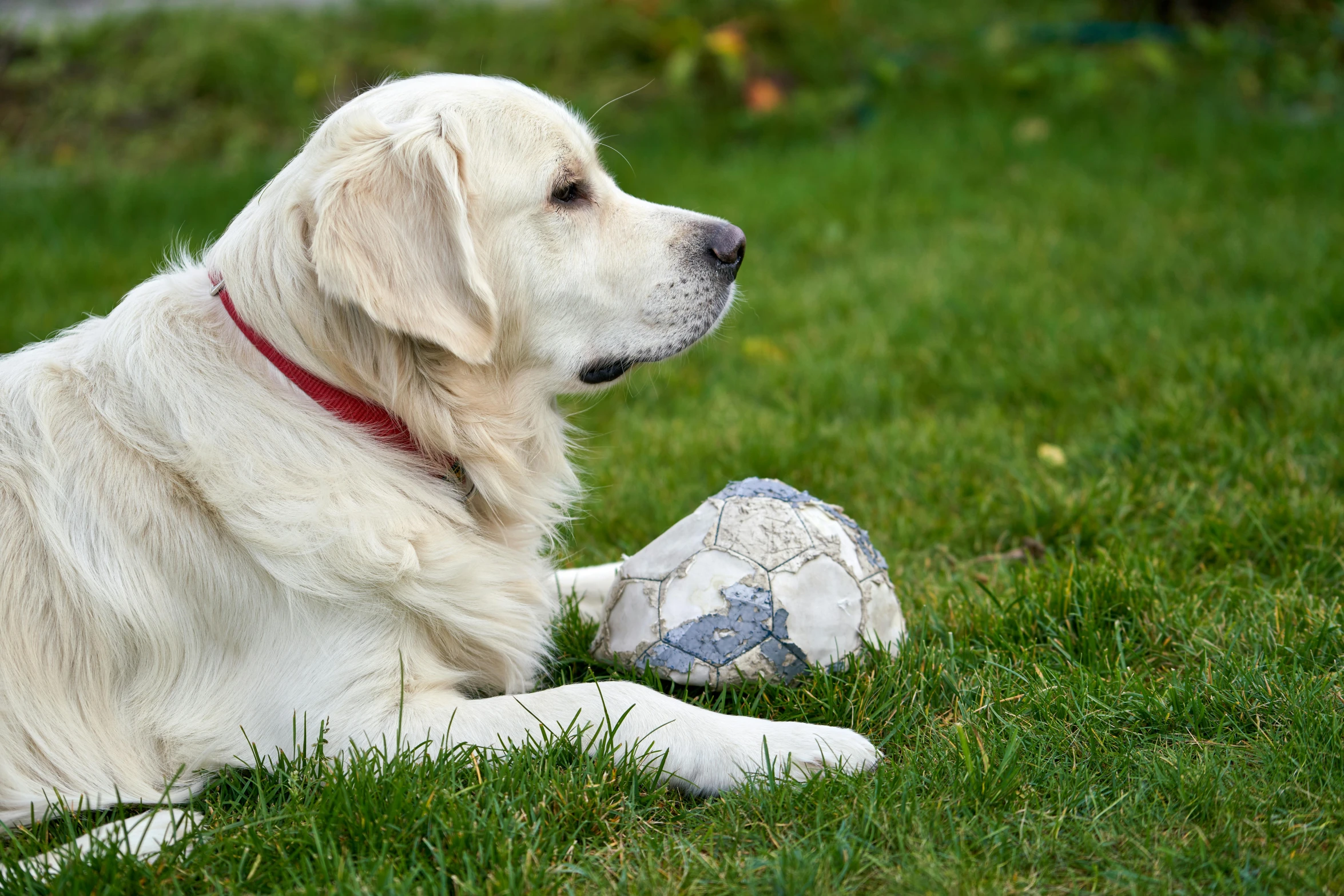 a white dog is laying in the grass with a soccer ball