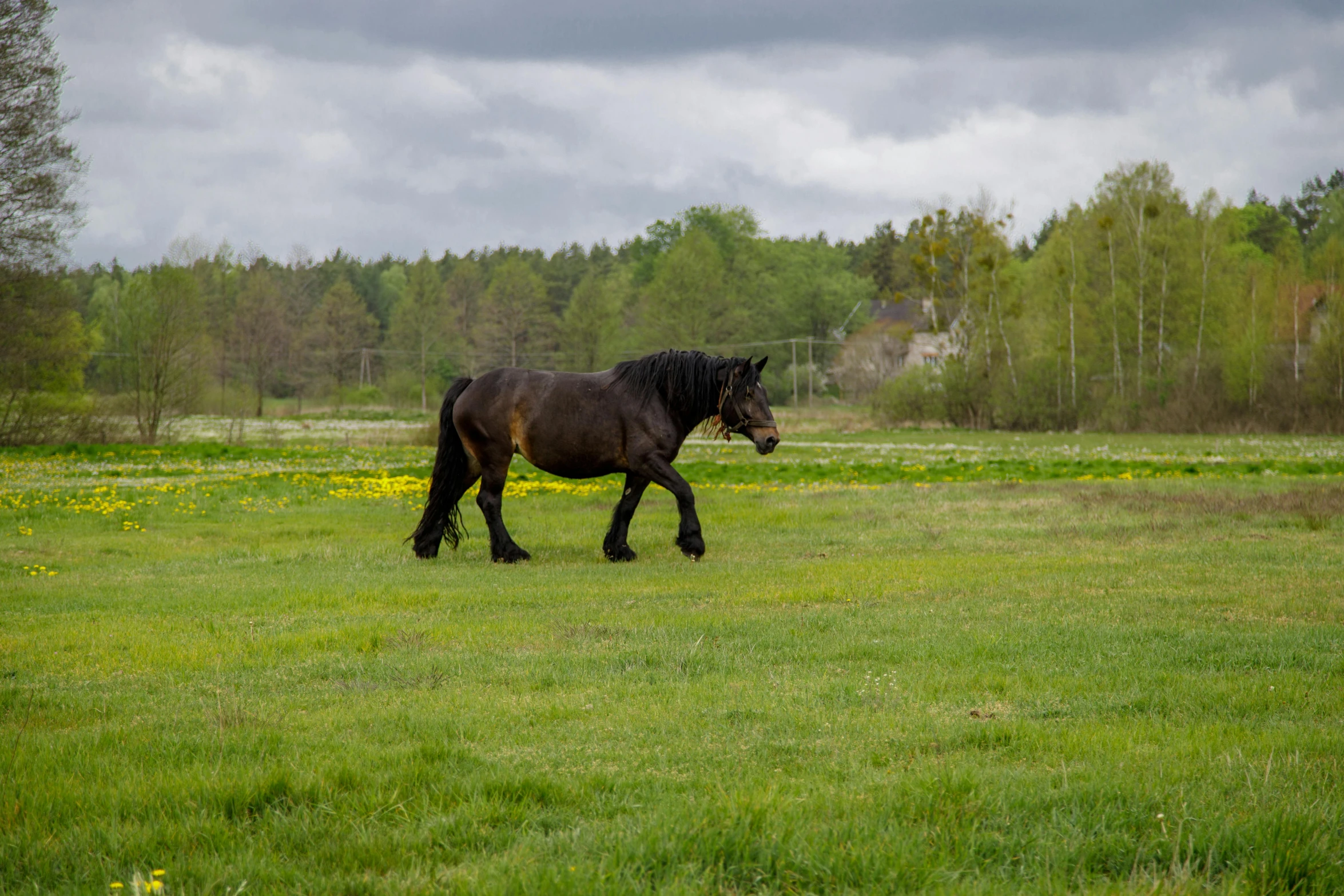 a black horse walking across a lush green field