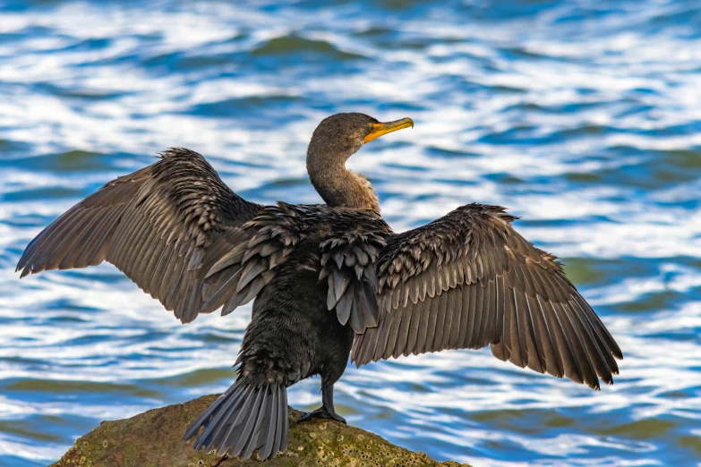 a bird with wings spread is sitting on top of a rock