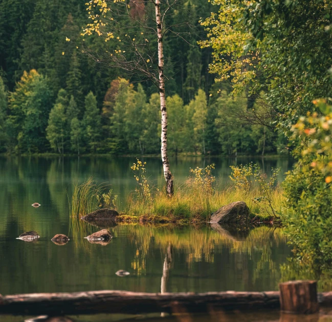 a lone tree in the middle of an area with lake