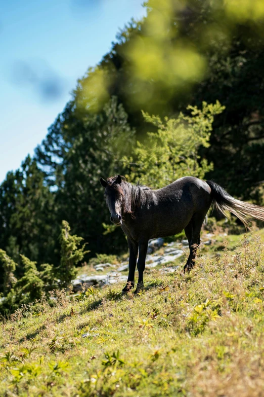 a small horse standing on top of a grass covered hillside