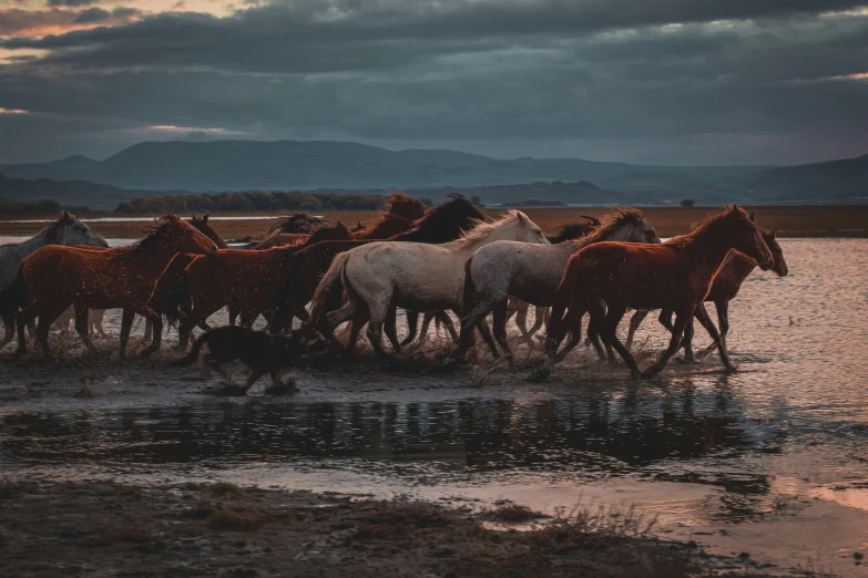 there is a lot of horses that are standing in the water