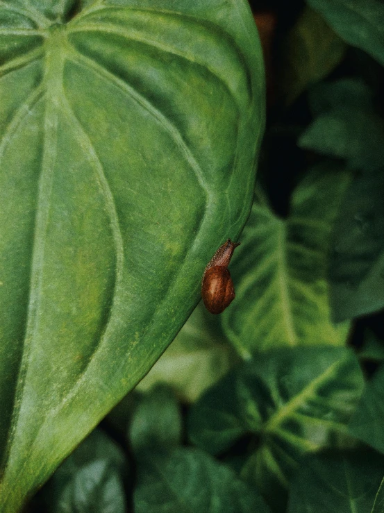 a bug crawling on the green leaves of a plant