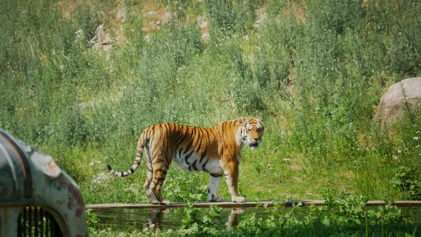 tiger walking on rock area with trees and grass in background