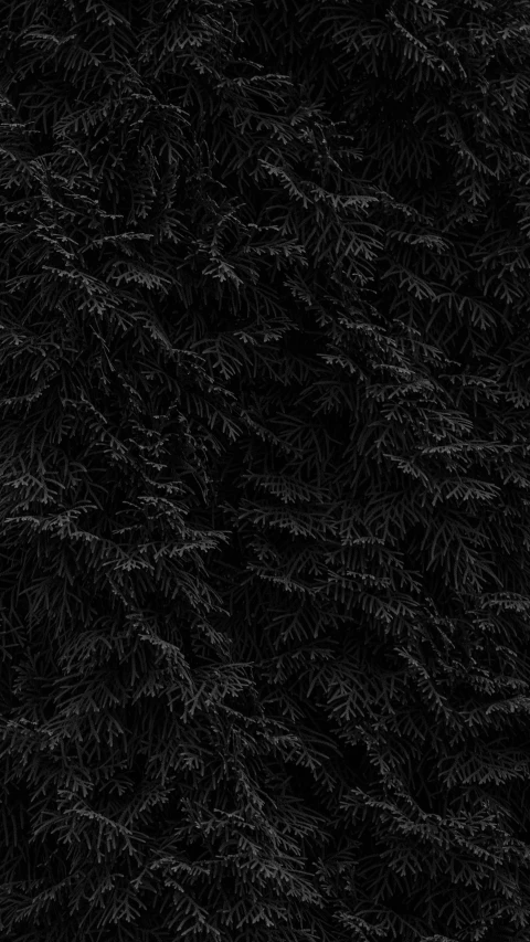 dark black background of fir tree needles