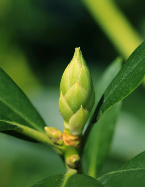 an unripe flower bud from the center of a plant