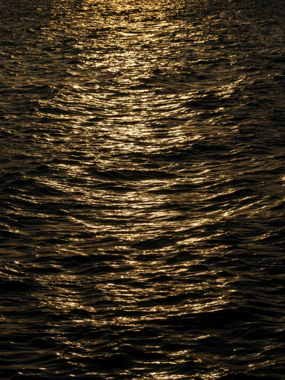 a lone bird flies in the sun and reflects on water