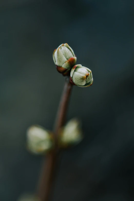 two buds are starting to open on a plant