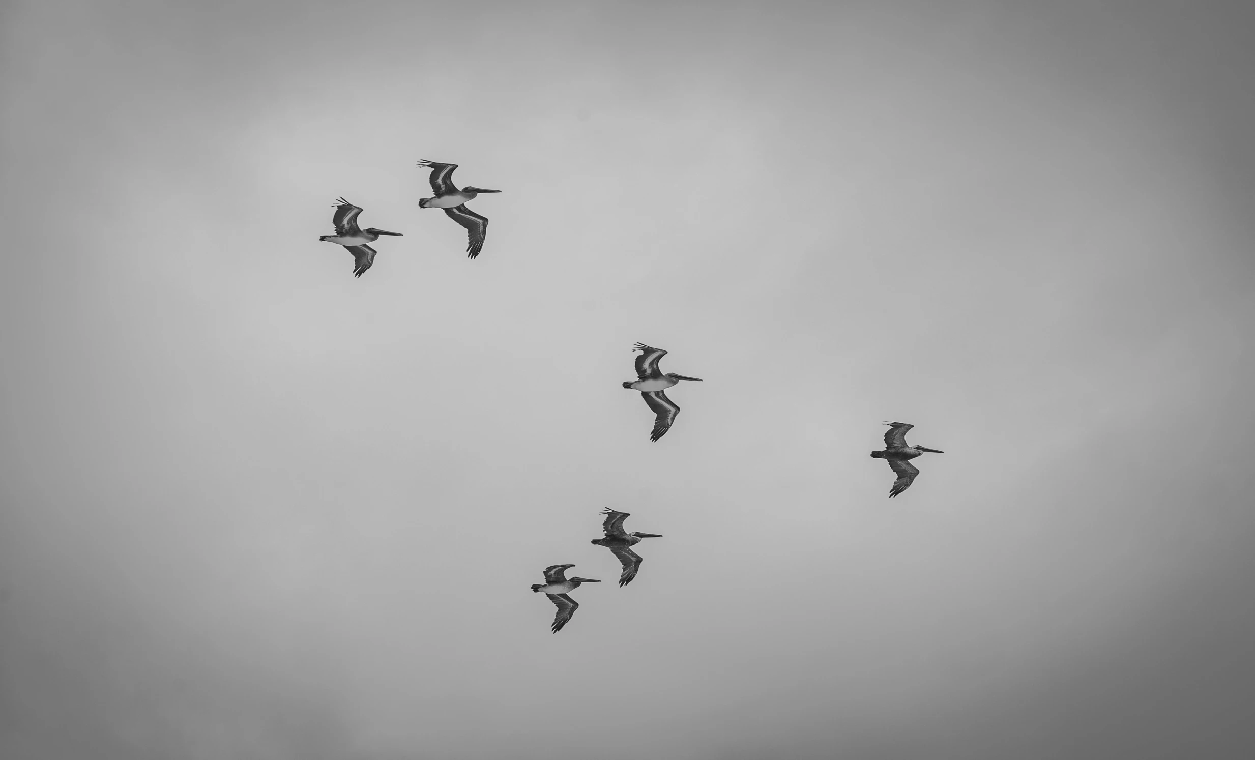 a flock of birds flying across the sky