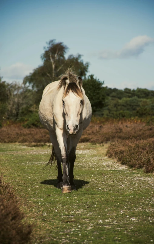 a white horse with a long mane on the grass