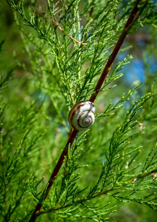 a snail is standing on a tree nch